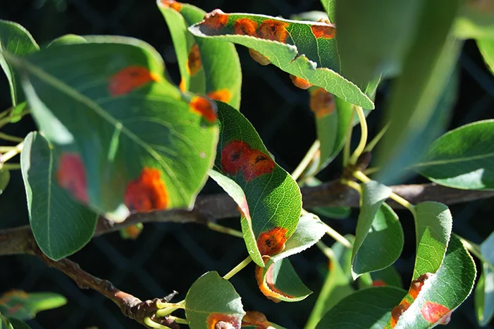 Grüne Blätter mit roten Flecken